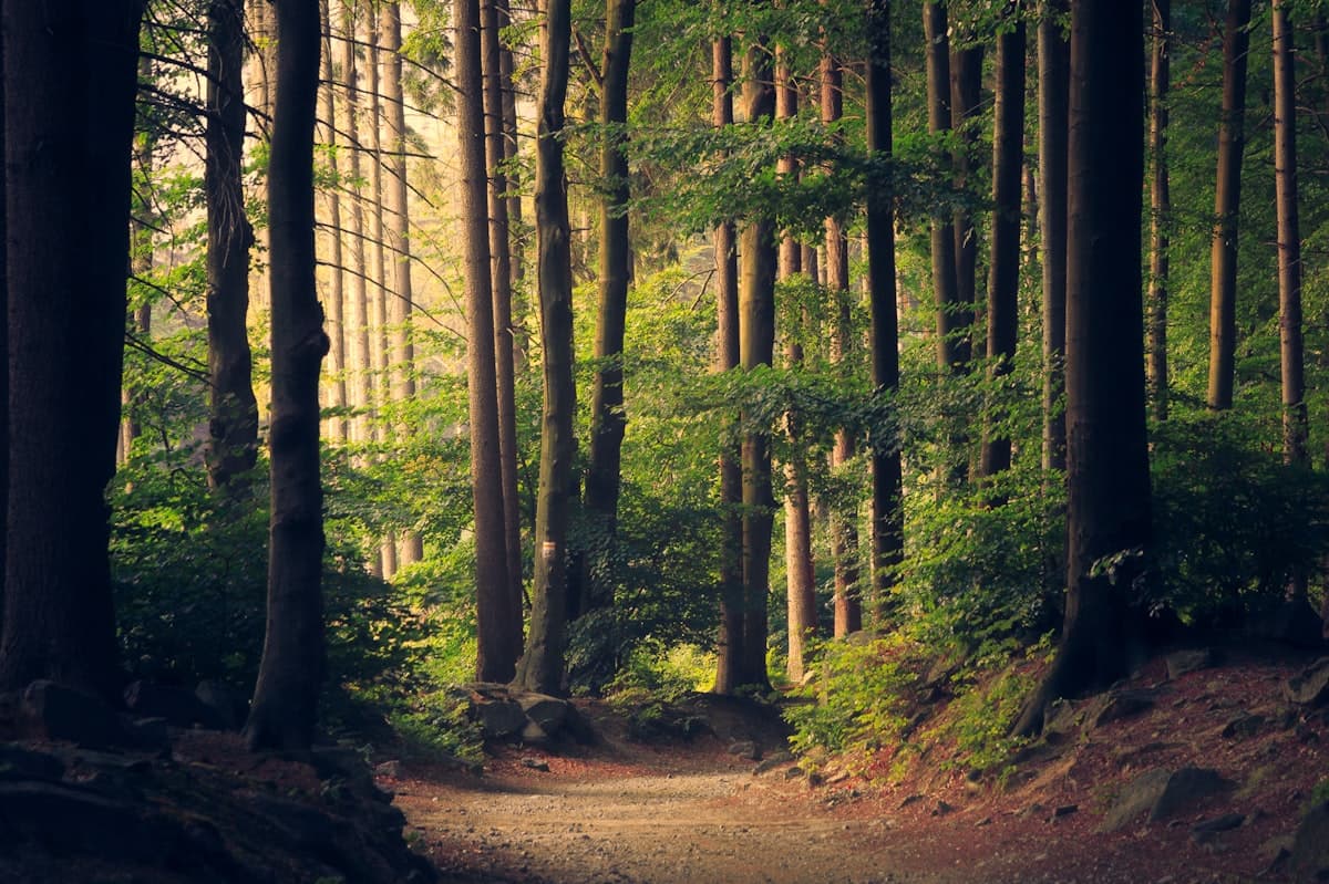 The life — placeholder photograph